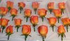 Orange Rose Dress Corsage & Buttonholes for Extended Family