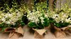 Orchids Wrapped in Hessian