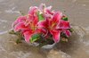 Pink Oriental Lily Arrangement