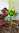 Gum, Yellow Gladioli and Lily Corporate Reception Vase Arrangement