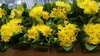 Yellow Chrysanthemums in Square Vases