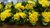 Yellow Chrysanthemums in Square Vases