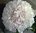 Peach Rose Bridesmaid Bouquet